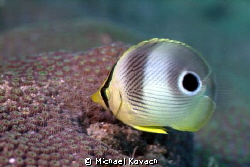 Juvenile Foureye Butterflyfish at the Fish Camp Rocks off... by Michael Kovach 
